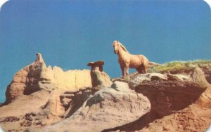 Animal  WILD PALOMINO STALLION~Horse On The Rocky Ledge   Chrome Postcard