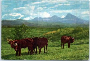 Postcard - Ruanda-Urundi 