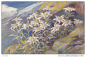 AS: A. Haller, White Flowers, 1900-1910s
