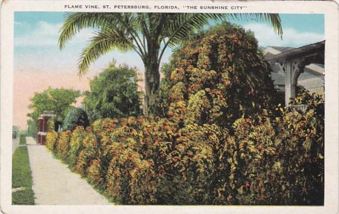 Florida St Petersburg Residential Scene With Flame Vine