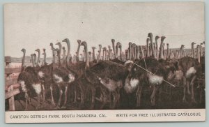 Pasadena California~Cawston Ostrich Farm~c1910 Postcard