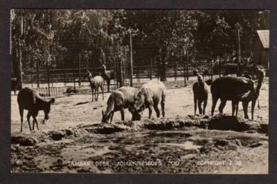 Sambar Deer JOHANNESBURG ZOO South Africa Real Photo PC Postcard