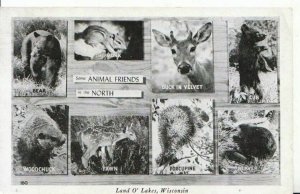 Animals Postcard - Views of Animal Friends In The North - Wisconsin -  ZZ5906