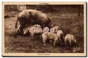 Old Postcard Family meal pigs L & # 39auvergne animals