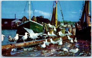 Postcard-  Feast of the gulls - California