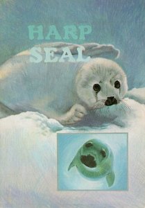 Alaska Harp Seal Endangered Species By Tia Wallace