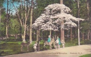 North Carolina Pinehurst Deer Park In Springtime Albertype