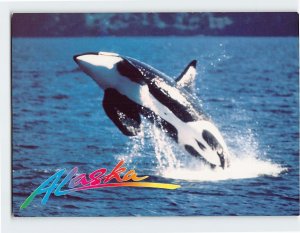 Postcard Killer Whale cruises the Inside Passage, Alaska