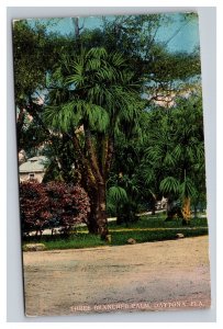 Vintage 1915 Postcard Three Branched Palm, Daytona, Florida