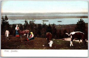 Orsa Sweden Cattle Raising Farming Pasture near the Lake Postcard