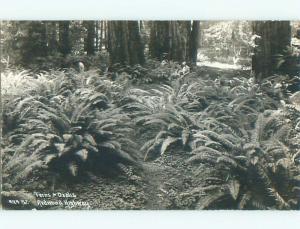 1937 rppc - FERN PLANTS ON REDWOOD HIGHWAY POSTMARK PIERCY Near Leggett p2225