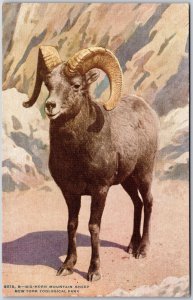 Animals- Big Horn Mountain Sheep, New York Zoological Park, Vintage Postcard