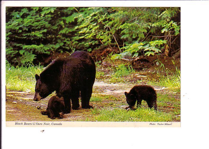 Black Bears, Canada