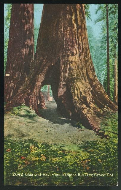 Yosemite Mariposa Big Tree Grove CA Ohio and Haverford Edward Mitchell Postc