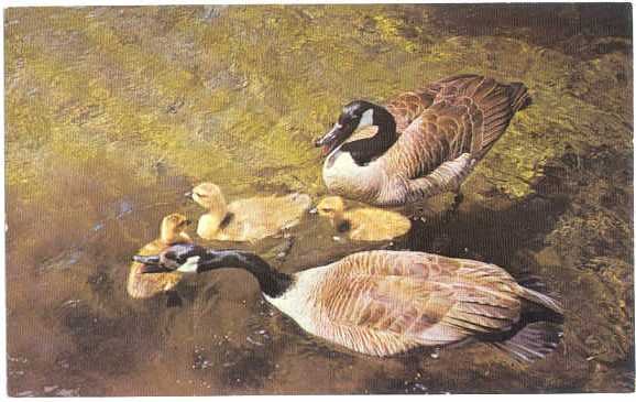 Canada Geese with Three Babies, Chrome