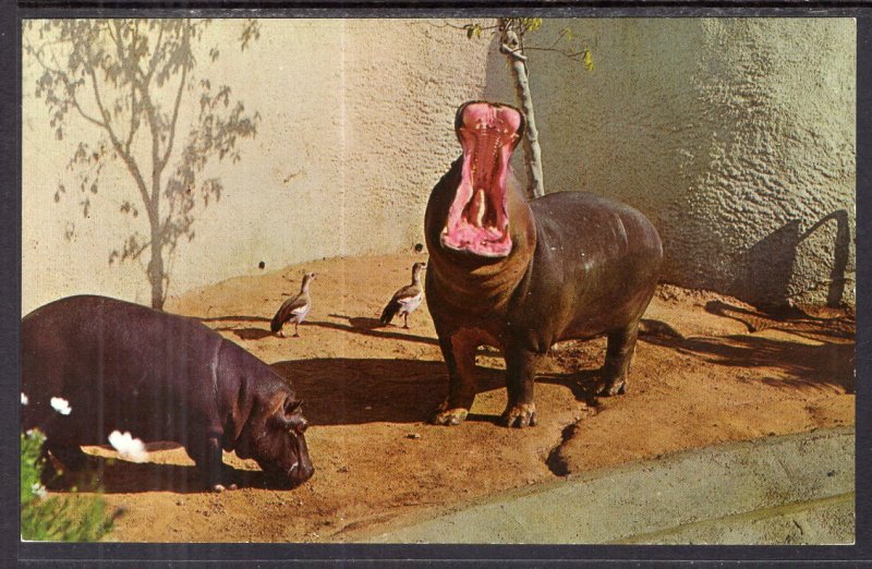 Hippopotamus,Los Angles Zoo,CA