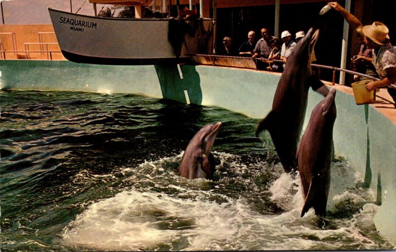 Florida Miami Seaquarium Feeding Porpoises 1960