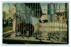 Franklin Park Bears At Zoo Boston Massachusetts MA Unposted Postcard 