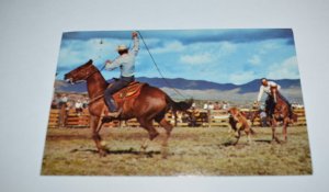 Calf Roping Colorado Postcard Mike Roberts C18277G Colorado Springs Centennial