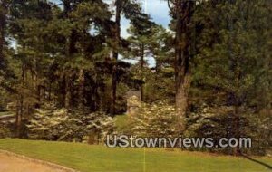 Dogwood Trees - Atlanta, Georgia GA  