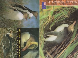 Yellow Eyed Penguin New Zealand Bird 2x Postcard s