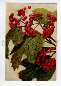 3114350 Viburnum Style C. KLEIN Vintage RUSSIAN RARE PC