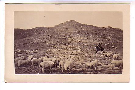 Sheep Ranch with Cowboy,