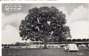 US  PC2640  THE GREAT OAK AT THE RACE-TRACK, BEL AIR, MD