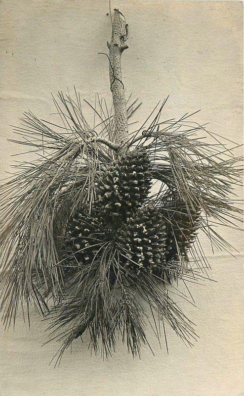 Artsy C-1910 Pine Cones California Hot Springs RPPC real photo postcard 2841