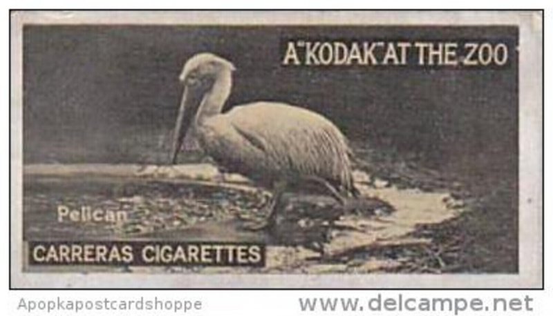 Carreras Cigarette Card Kodak At Zoo 1st Series No 13 Pelican