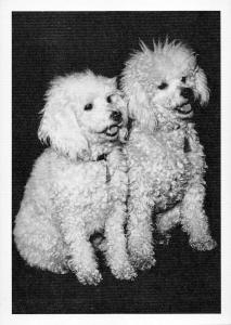 BR88972 dog chien real photo germany poodle   animal animaux