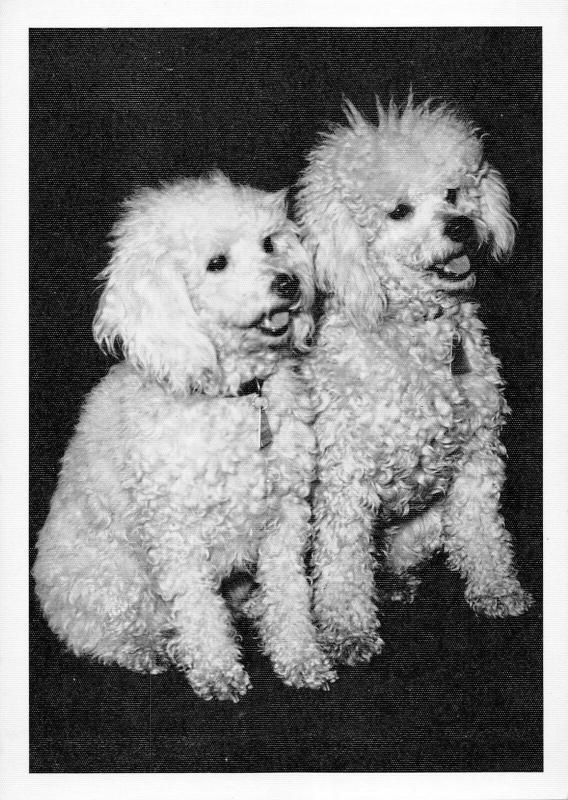 BR88972 dog chien real photo germany poodle   animal animaux