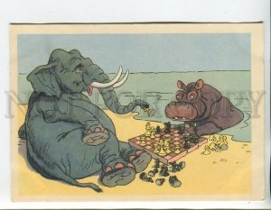 458687 USSR 1956 year Bazhenov elephant and hippopotamus play chess old postcard