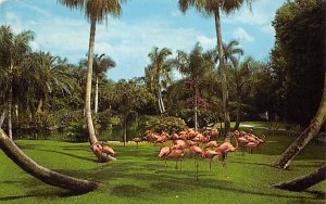 Flamingos Sarasota FL Postcard