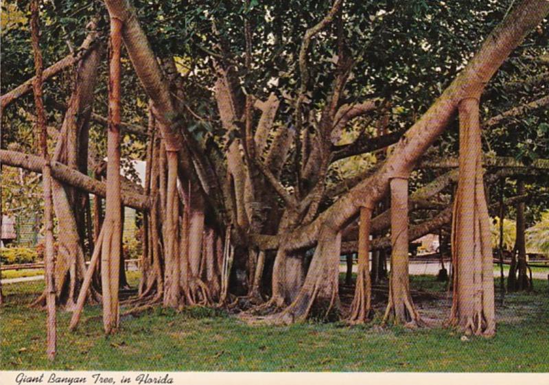 Giant Banyan Tree In Florida