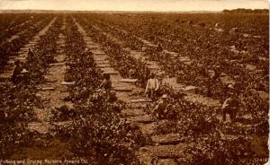 Picking and Drying Raisins, Fresno CA Workers in Field Vintage Postcard G01