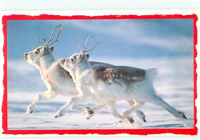 Ellesmere Island Canada Peary Caribou White Brown Fur  Postcard  # 6602