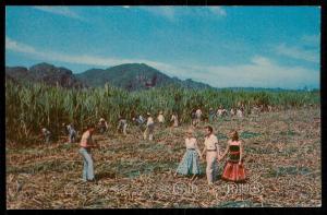 Sugar Cane Cutting