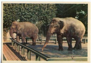 152761 Leningrad ZOO Asiatic Elephant Old Russian PC