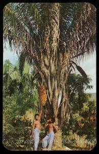 Tropical Palm Trees - Panama