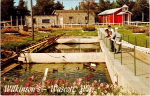 Wascott, WI Wisconsin  WILKINSON'S TROUT FARM Feeding The Fish ca1950's Postcard