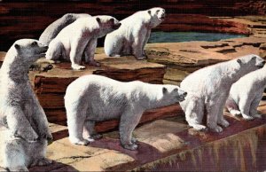 Michigan Detroit Zoological Park Bear Pit Polar Bears