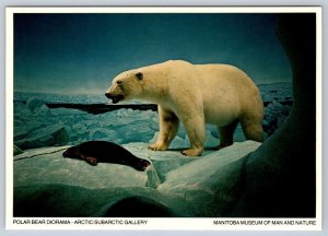 Polar Bear Diorama, Manitoba Museum Of Man And Nature, Winnipeg, Postcard #1