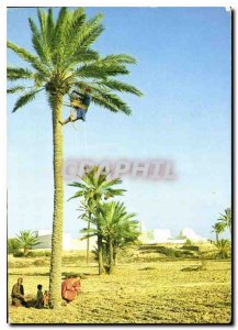 Postcard Modern Jerba Picking Dates