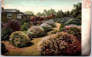 1909 A Garden Scene In Winter California CA Flower Landscape Posted Postcard