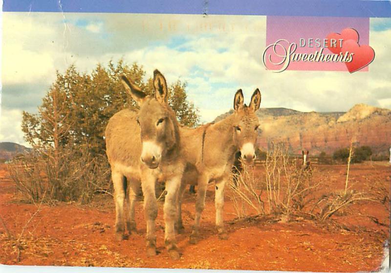 Desert Sweet Hearts Horses Donkeys Burrows Romance Comic  Postcard  # 8099