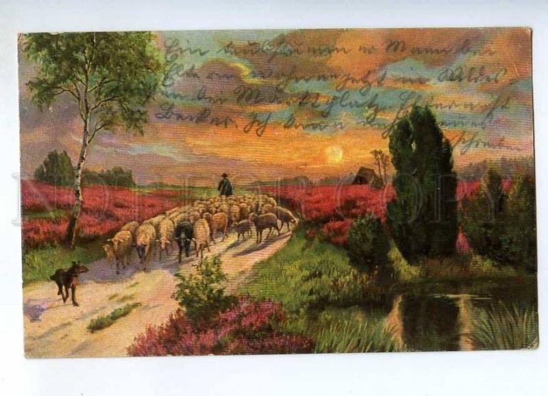 240783 SHEEPS Shepherd DOG Evening SUN Vintage postcard