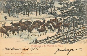 GERMANY~WILDFUTTERUNG in der WALDHUTTE bei WEYER -1904 v J WEISS POSTCARD