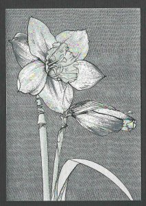 Ca 1959* PPC NARCISSUS ALL IN SILVER 4 X 6