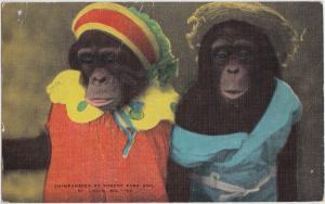 1947 ST LOUIS Missouri MO Postcard Foreat Park Zoo DRESSED CHIMPANZEES